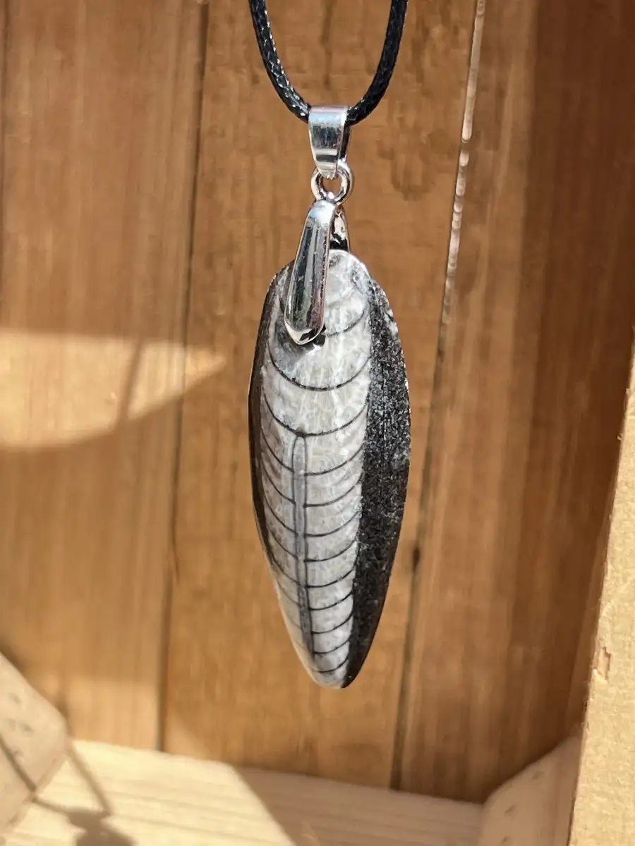 Pendentif en orthoceras